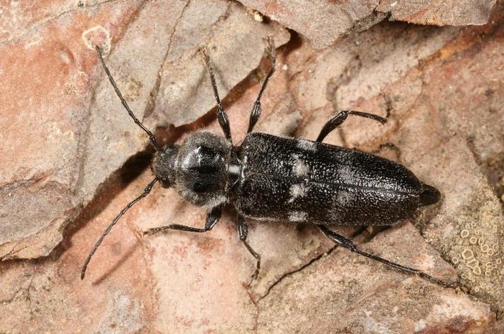 S jakými škůdci dřeva se můžete setkat v našich klimatických podmínkách?