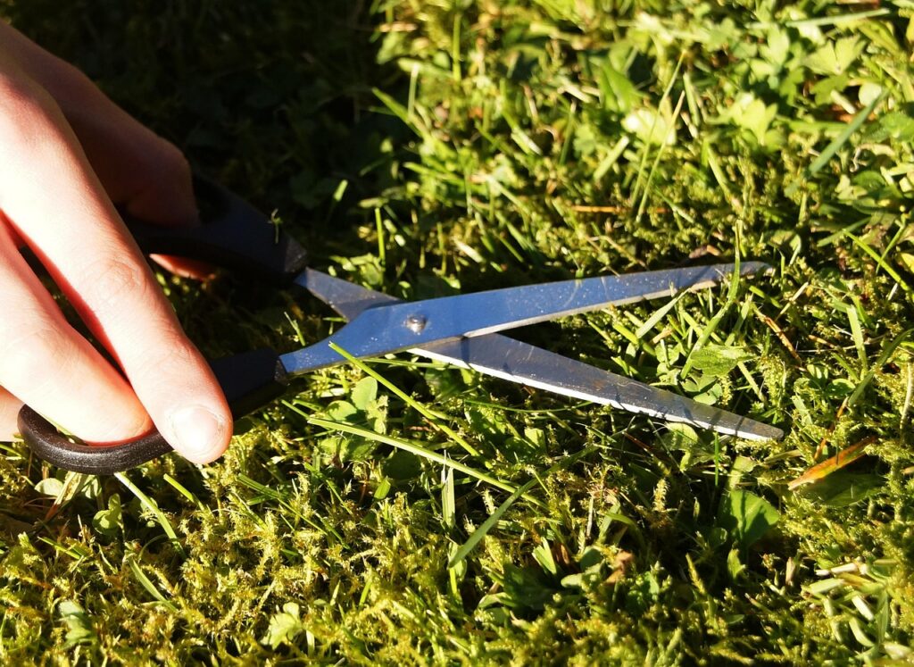 Trávník po zimě: rychlá obnova krok za krokem